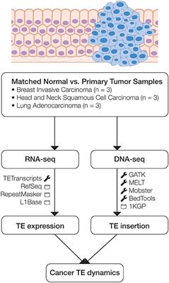 Patterns of <mark class="highlighted">Transposable Element</mark> Expression and Insertion in Cancer